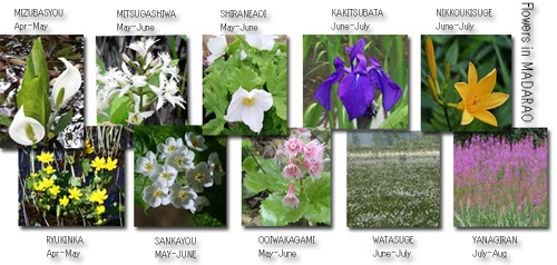 Flowers in MADARAO Kogen